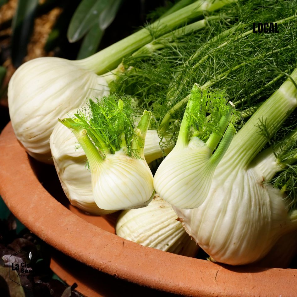 Fenouil|Cultivé à Roquevaire