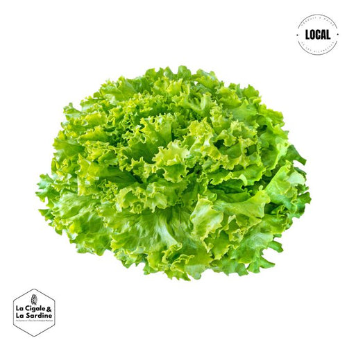 Salade - Batavia (laitue) cultivée à Aubagne