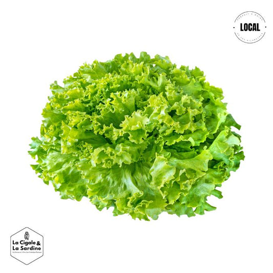 Salade - Batavia (laitue) cultivée à Aubagne