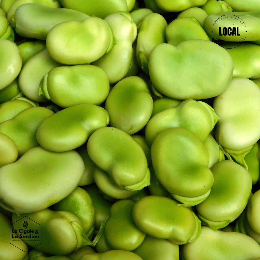 Fèves BIO - Plein Champs | Cultivées à Lascours