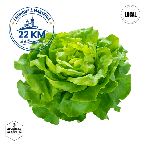 Salade Verte - Cultivée à Roquevaire